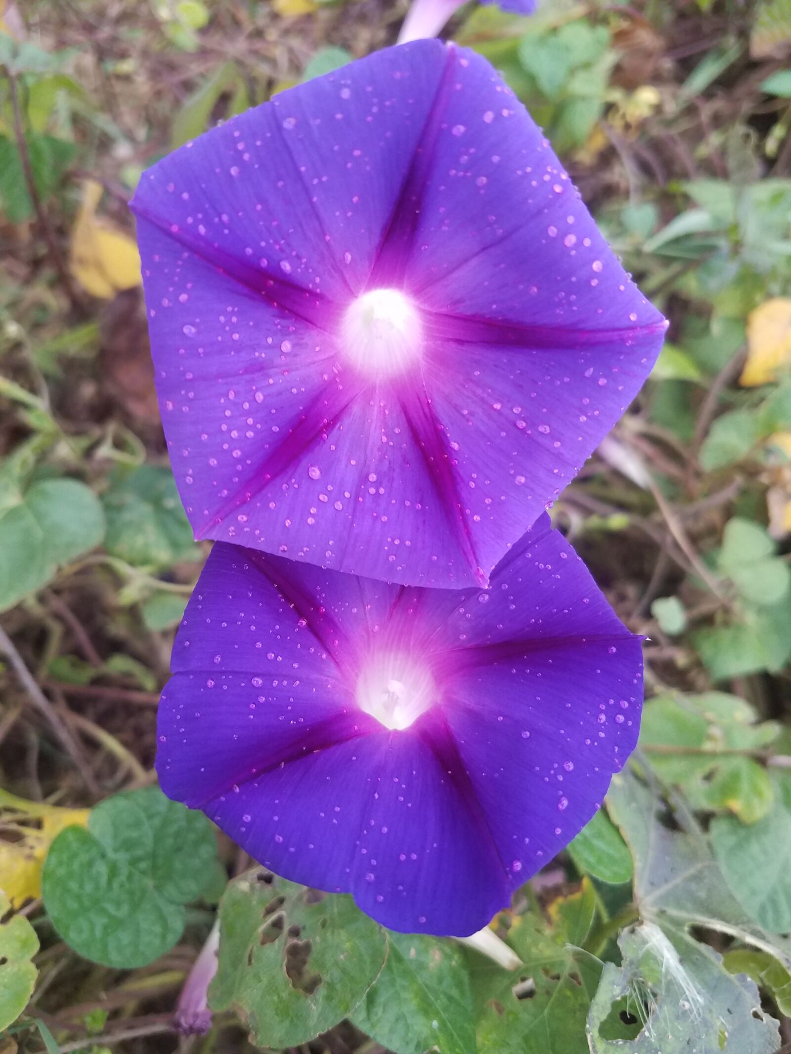Samsung Galaxy S7 sample photo. Flower, nature, flora photography