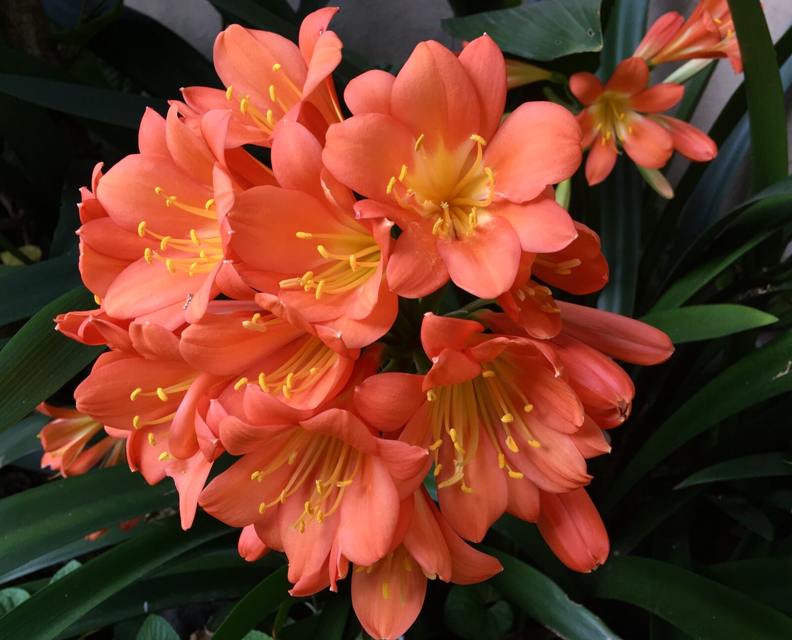 Apple iPhone 6s Plus sample photo. Orange flower, pistils, flower photography