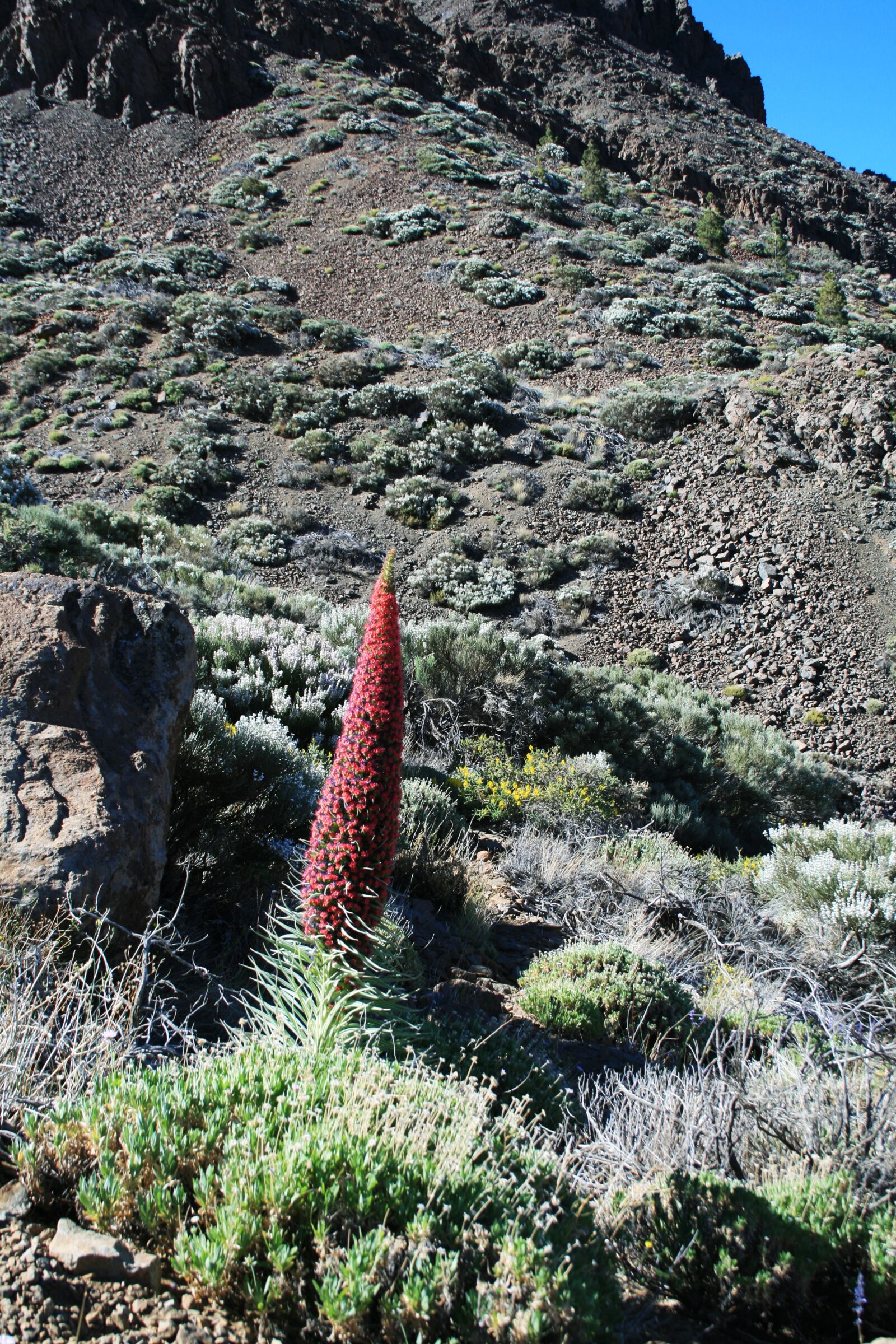 Canon EOS 400D (EOS Digital Rebel XTi / EOS Kiss Digital X) sample photo. Teide national park, tajinaste photography