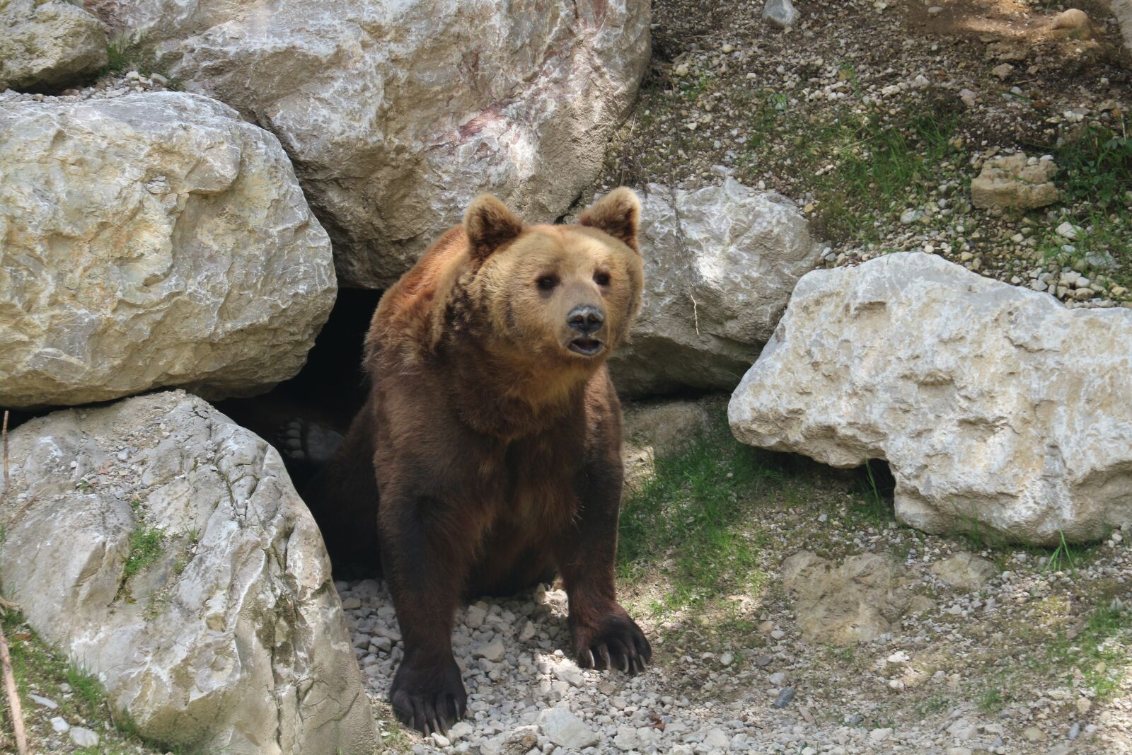 Canon EOS M10 sample photo. Bear, zoo, austria photography
