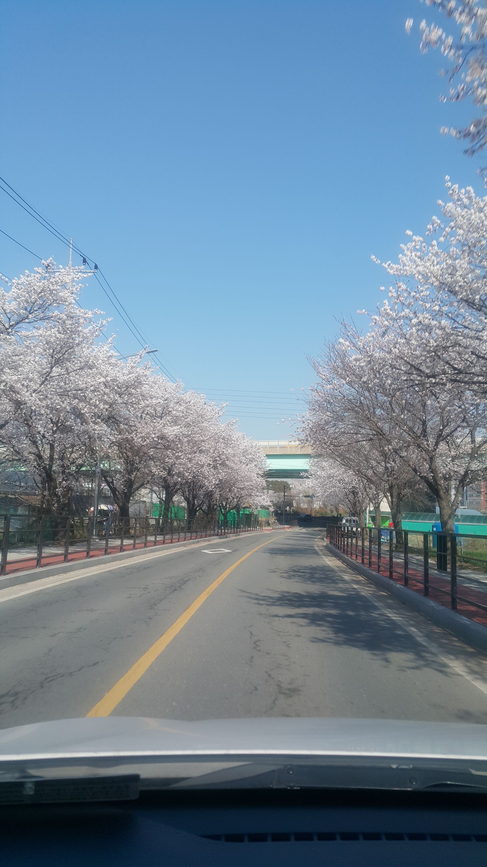 Samsung Galaxy Note Edge sample photo. Cherry blossom, road, avenue photography