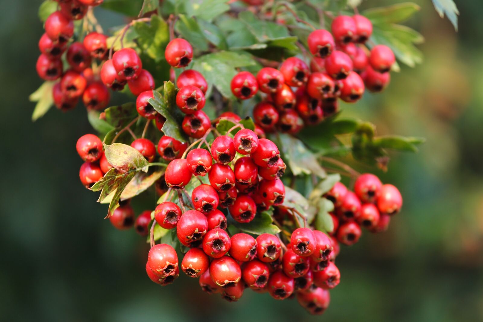 Canon EOS 1100D (EOS Rebel T3 / EOS Kiss X50) sample photo. Hawthorn, crataegus, red photography