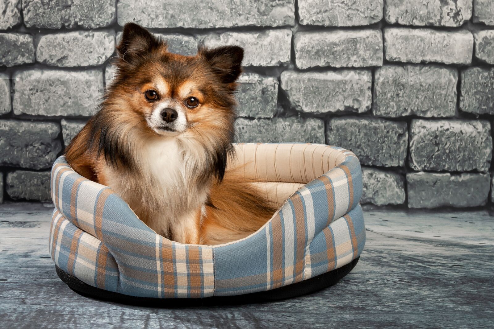 Canon EOS 70D + Canon EF 24-105mm F4L IS USM sample photo. Chihuahua, dog, pet photography