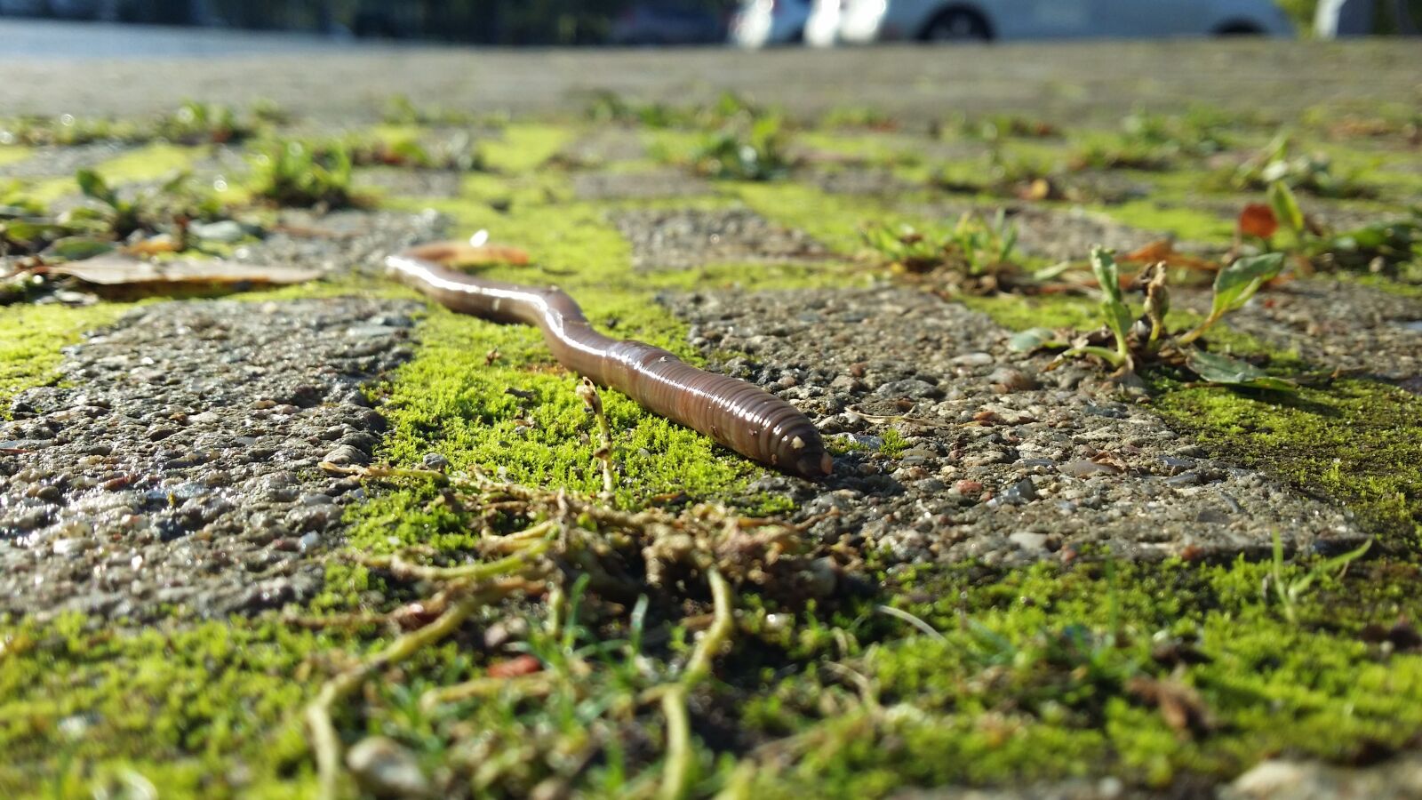 Samsung Galaxy S4 sample photo. Earthworms, the frog's perspective photography