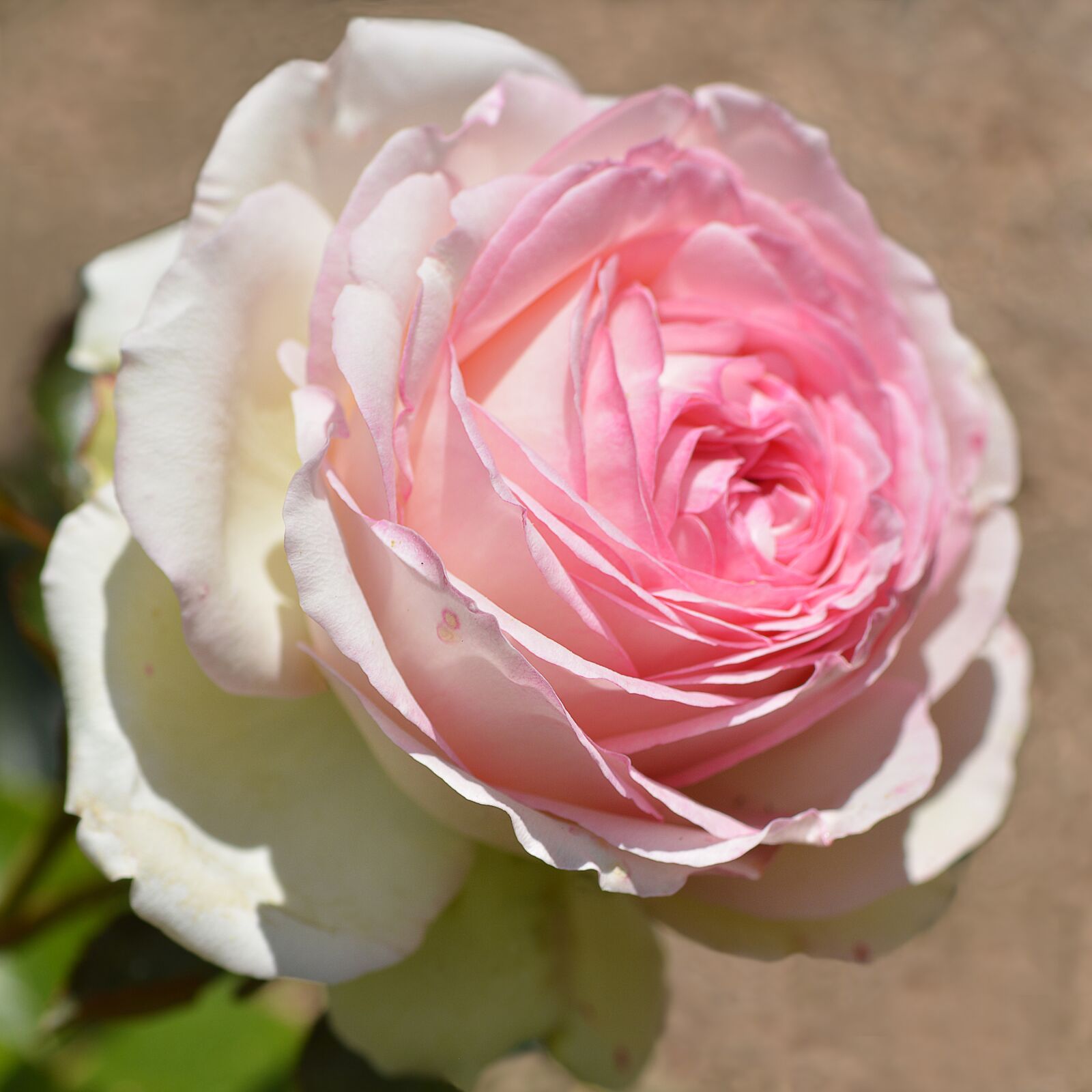 Nikon D7100 sample photo. Flower, pink, beauty photography