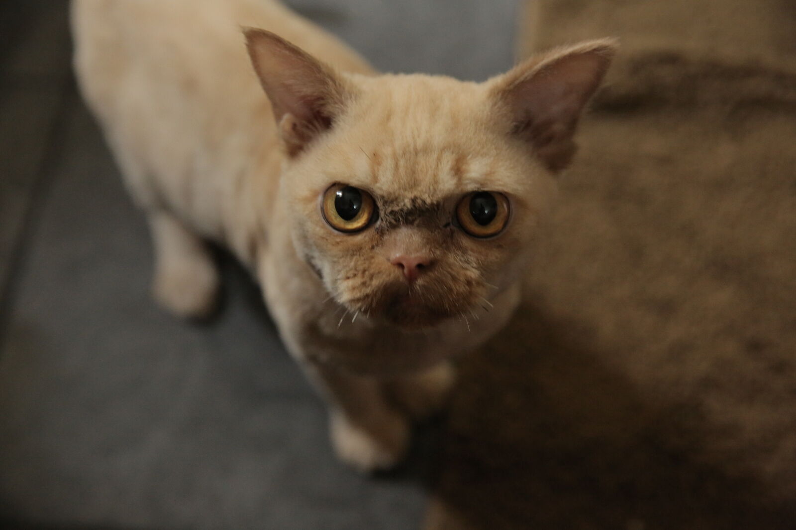 Canon EF 24-70mm F2.8L II USM sample photo. Animal, photography, cat photography