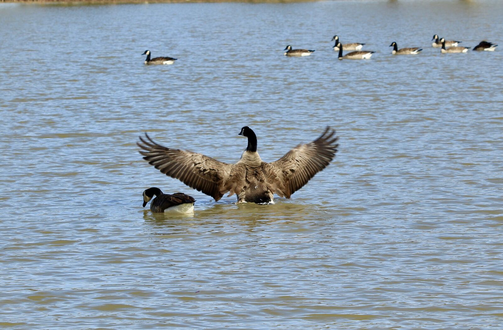 Canon EOS 1300D (EOS Rebel T6 / EOS Kiss X80) + Canon EF 70-300 F4-5.6 IS II USM sample photo. Goose, water, nature photography
