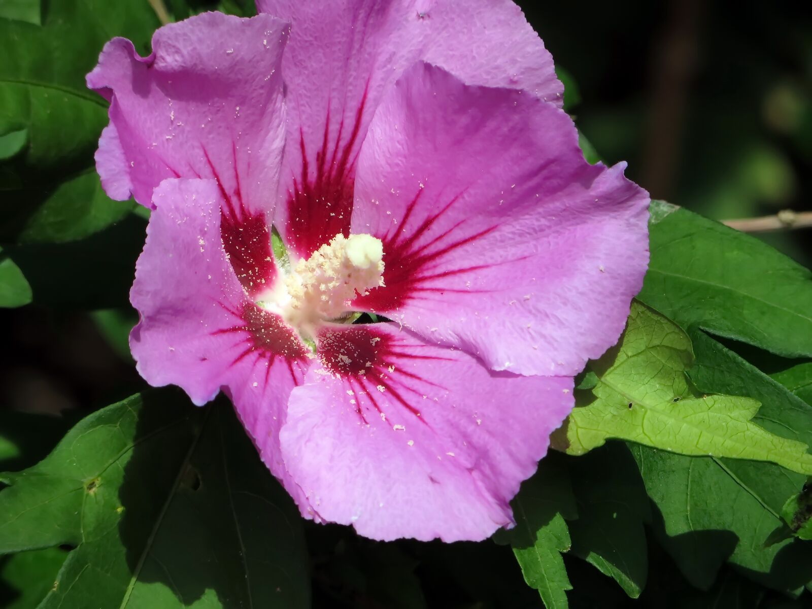 Canon PowerShot SX270 HS sample photo. Hibiscus, woodbridge, mallow photography