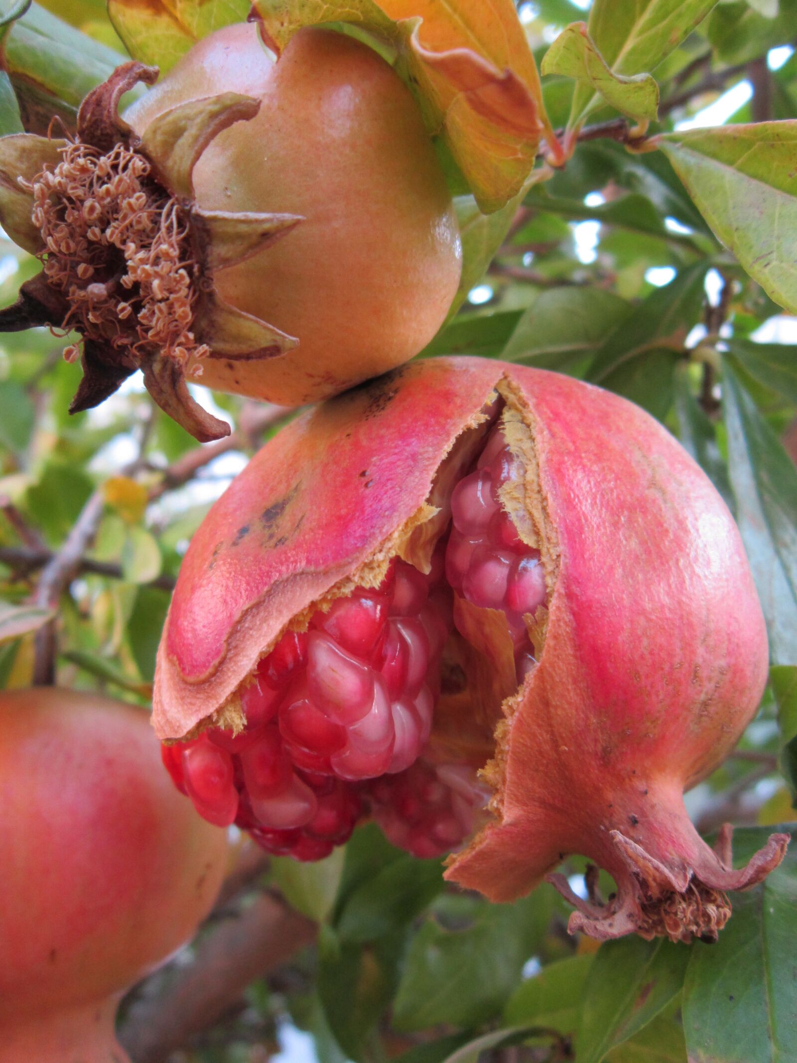 Canon PowerShot A3200 IS sample photo. Pomegranate, sweet, red photography