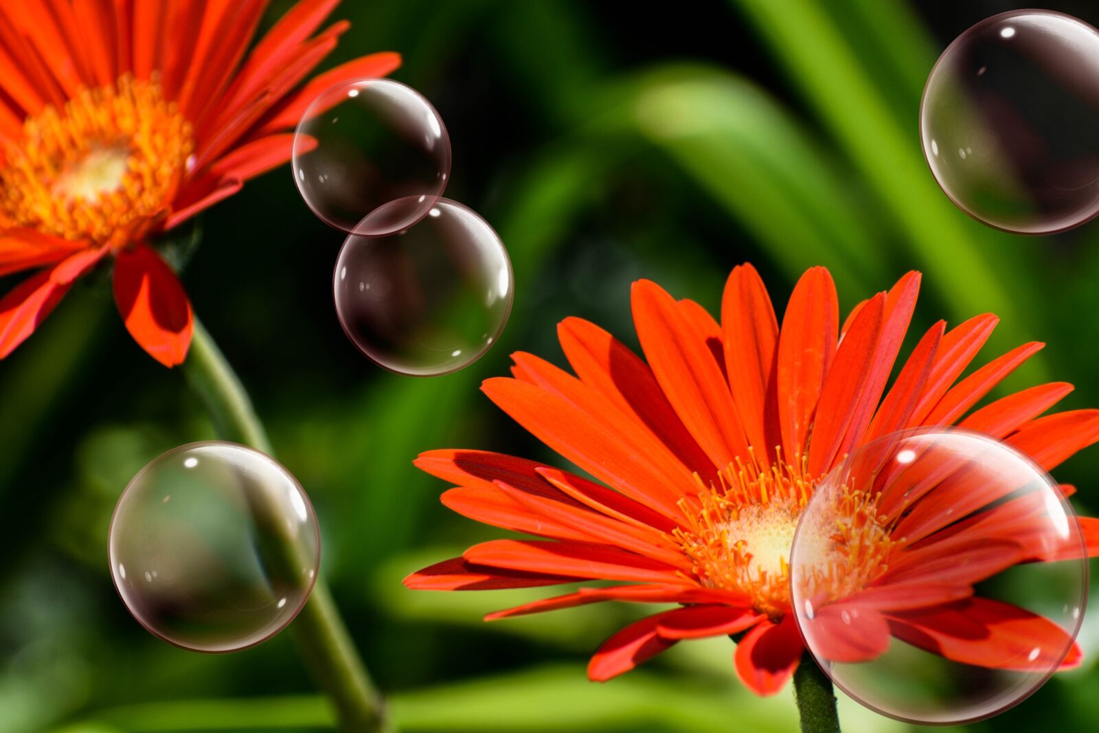 Nikon D5500 sample photo. Aster, red aster, flowers photography