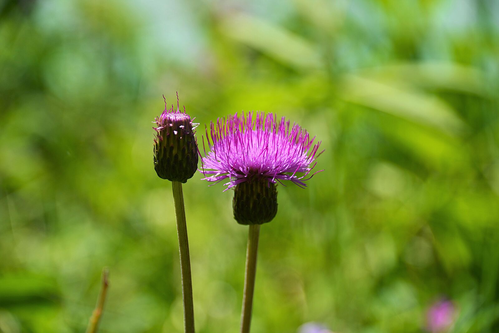 Nikon D610 sample photo. Thistle, wegdistel, blossom photography