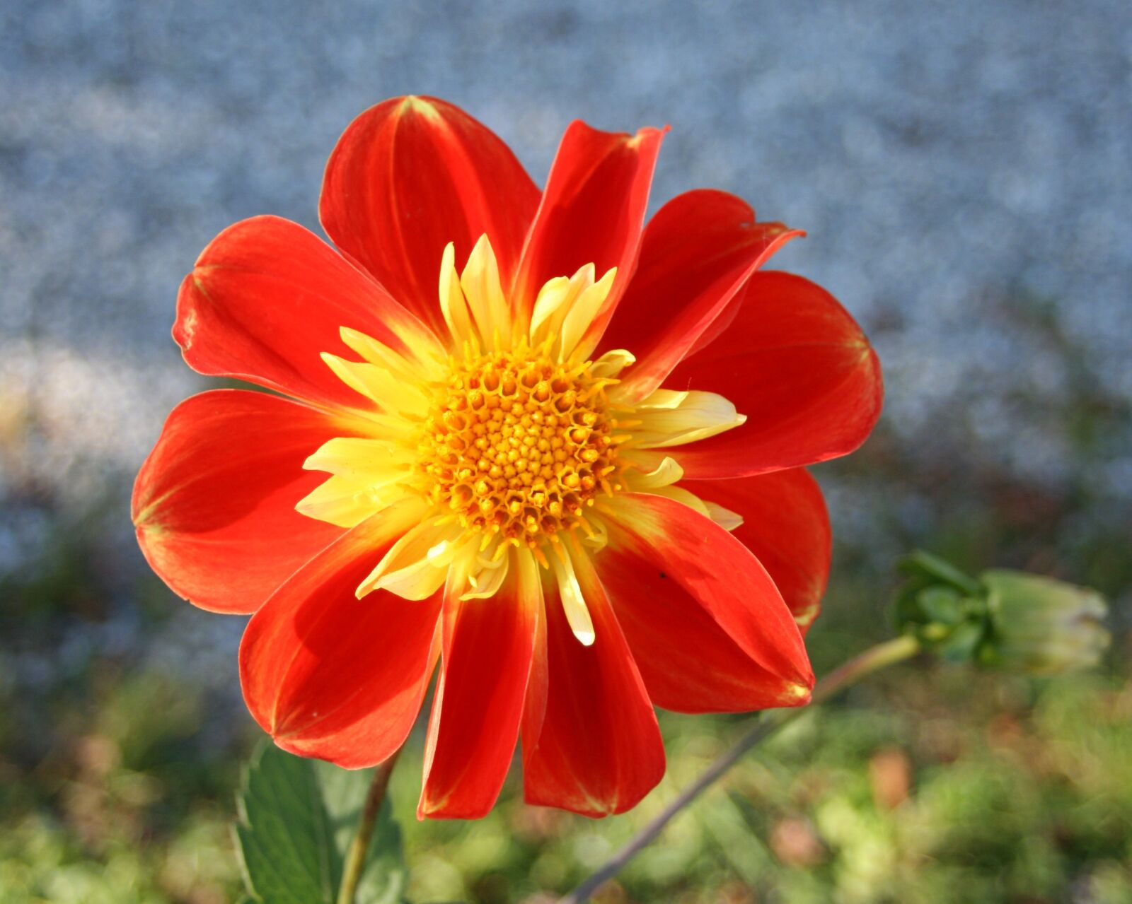 Canon EOS 400D (EOS Digital Rebel XTi / EOS Kiss Digital X) sample photo. Orange, dahlias, flowers photography