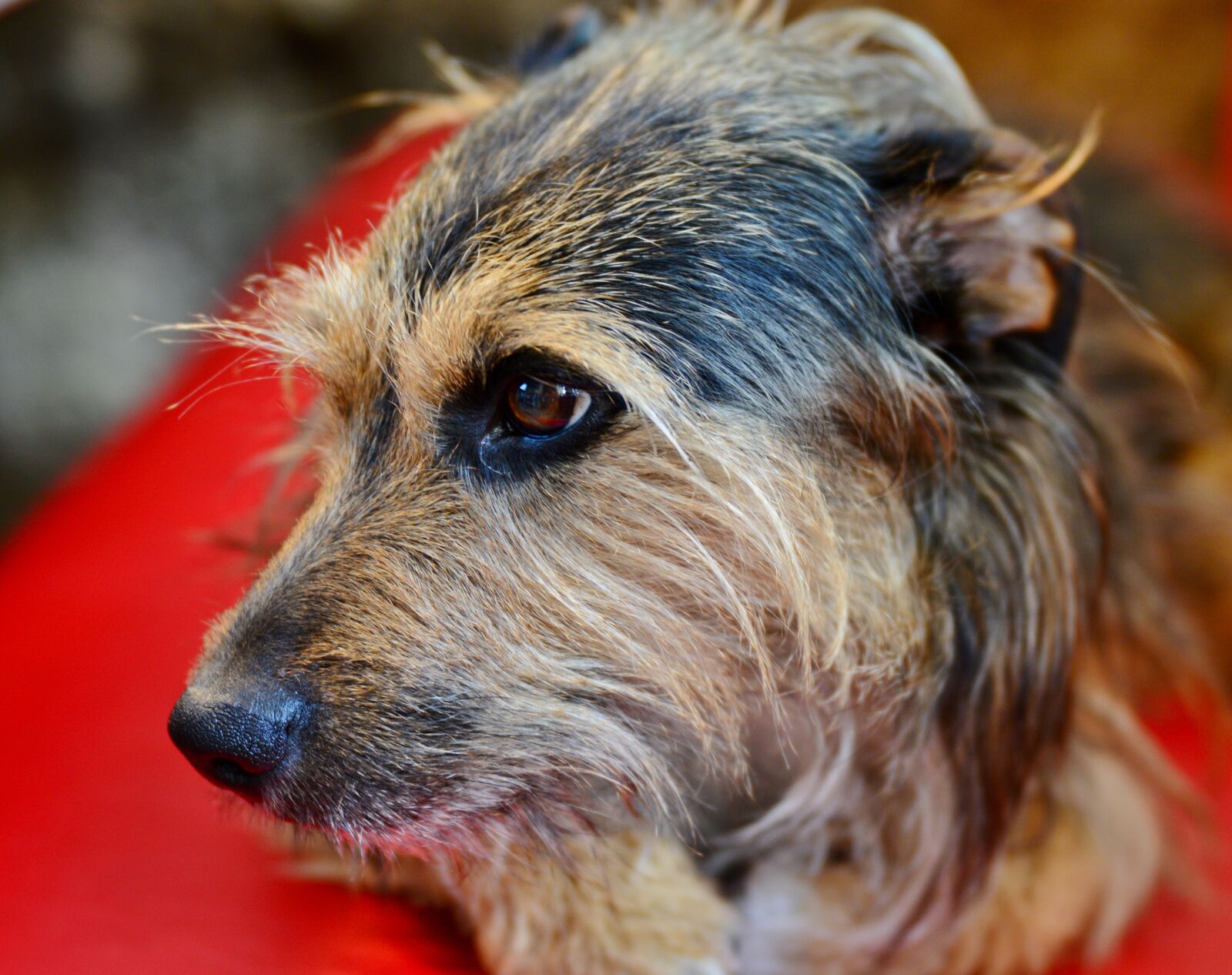 Nikon D600 sample photo. Dog, doggy, dog head photography