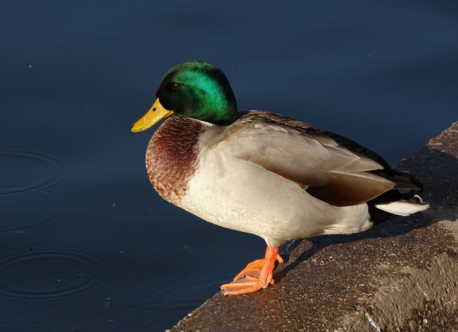 Sony Cyber-shot DSC-HX400V sample photo. Duck photography