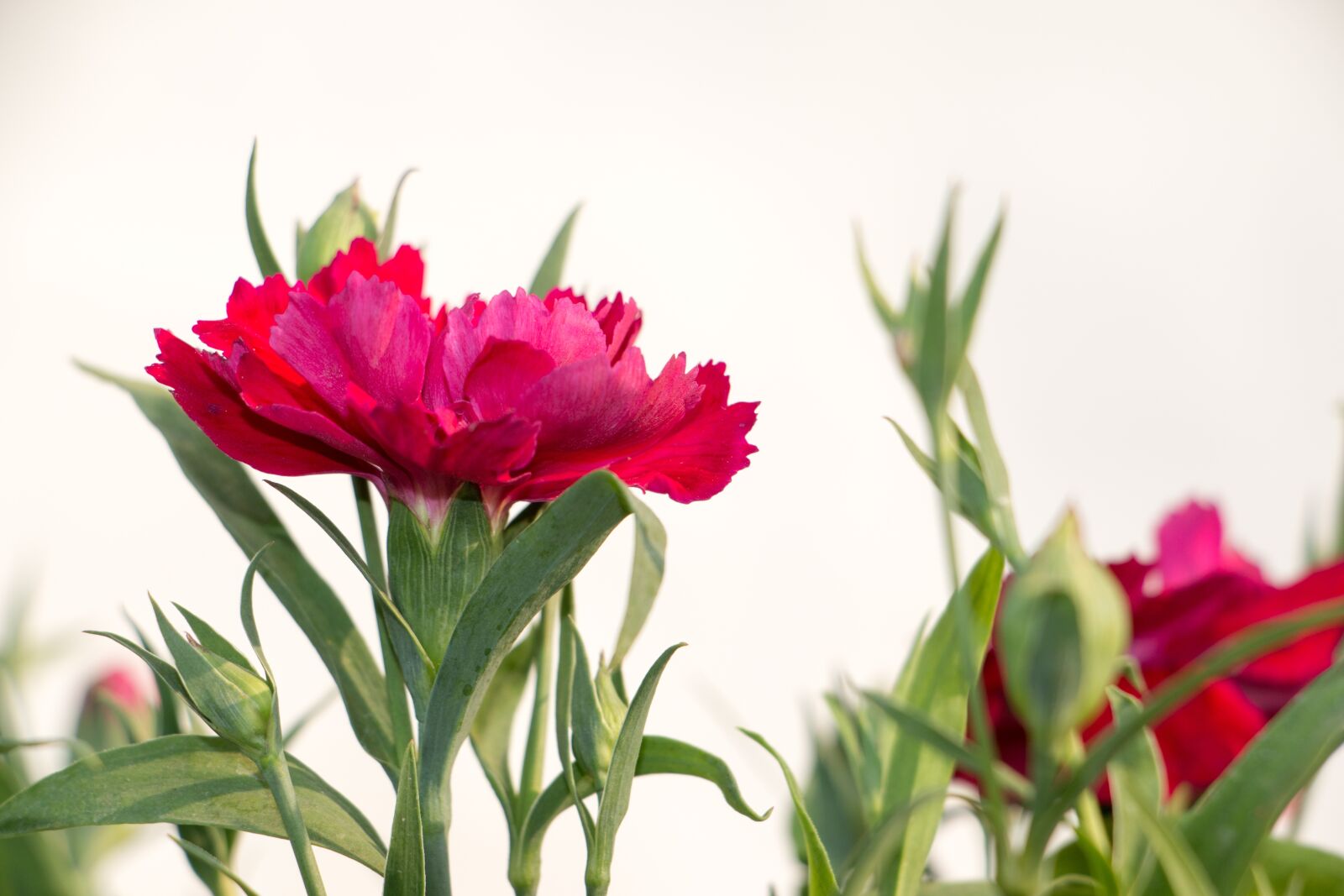 Canon EOS 70D sample photo. Flowers, winter flowers, dianthus photography