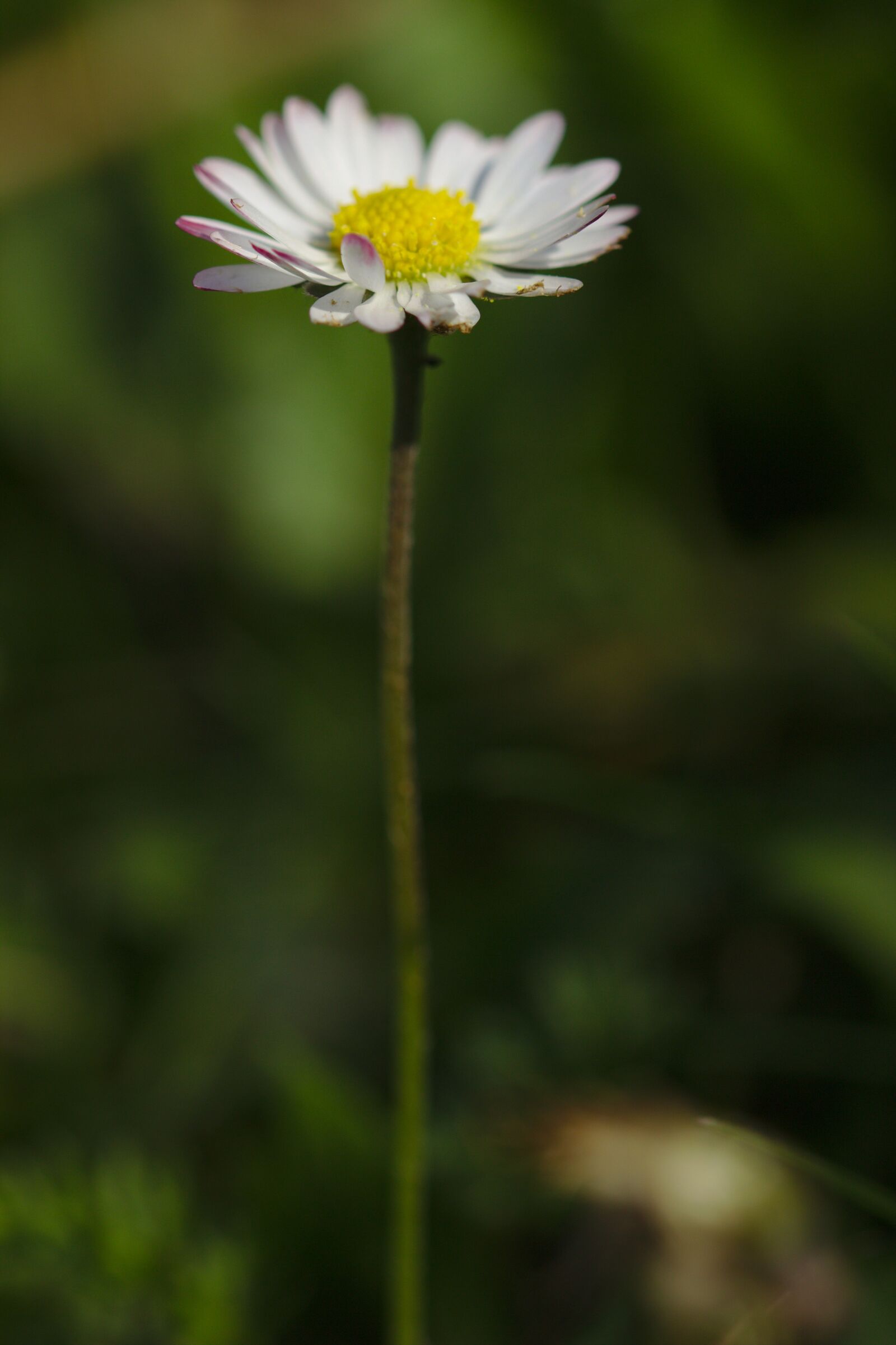 Canon EOS 600D (Rebel EOS T3i / EOS Kiss X5) sample photo. Flower, white, macro photography