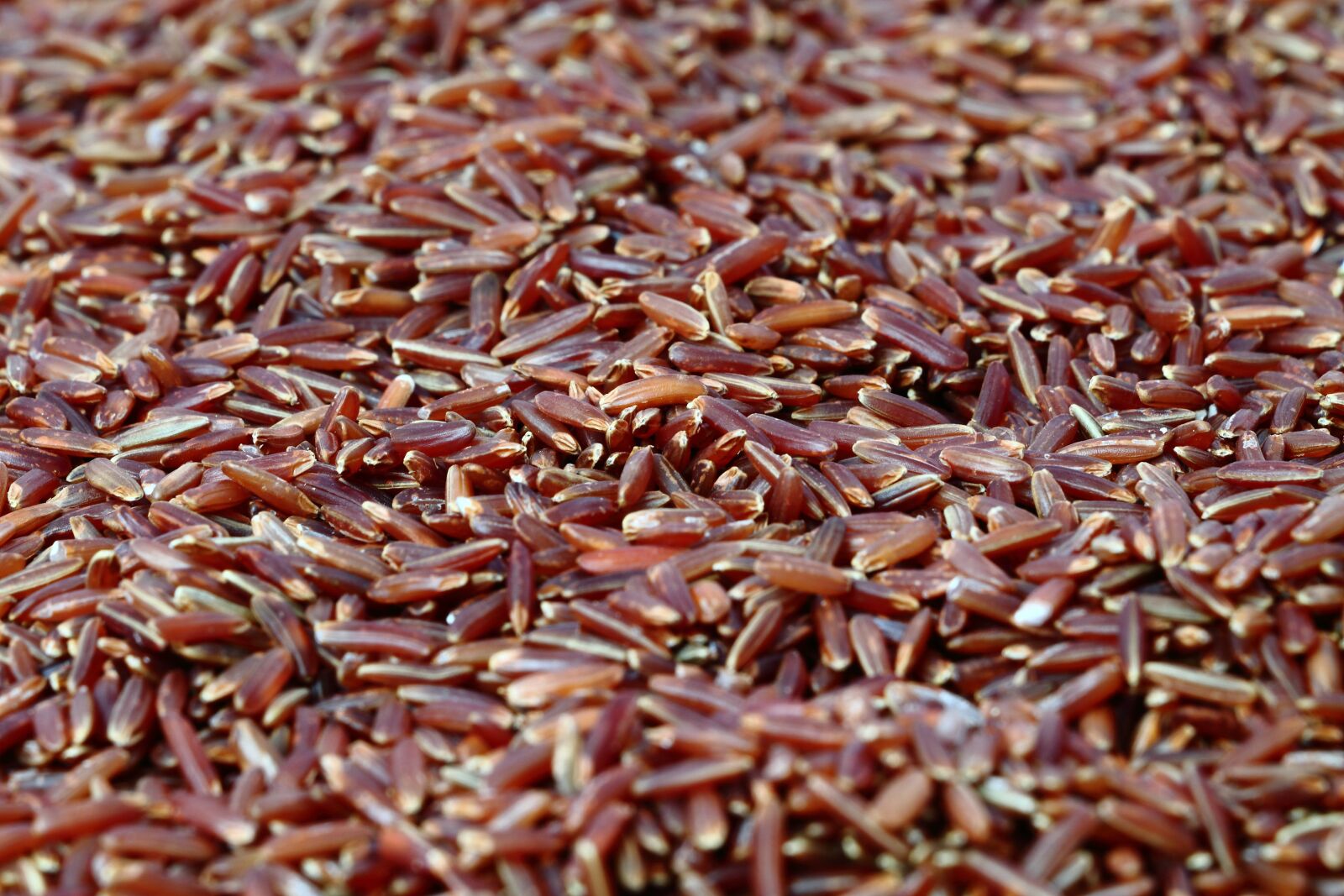 Canon EOS 700D (EOS Rebel T5i / EOS Kiss X7i) sample photo. Red rice, rice, healthy photography