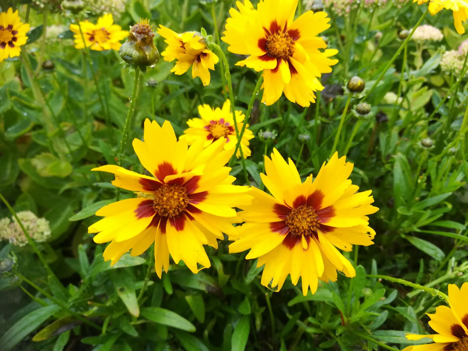HUAWEI honor 6x sample photo. Flowers, nature, field photography