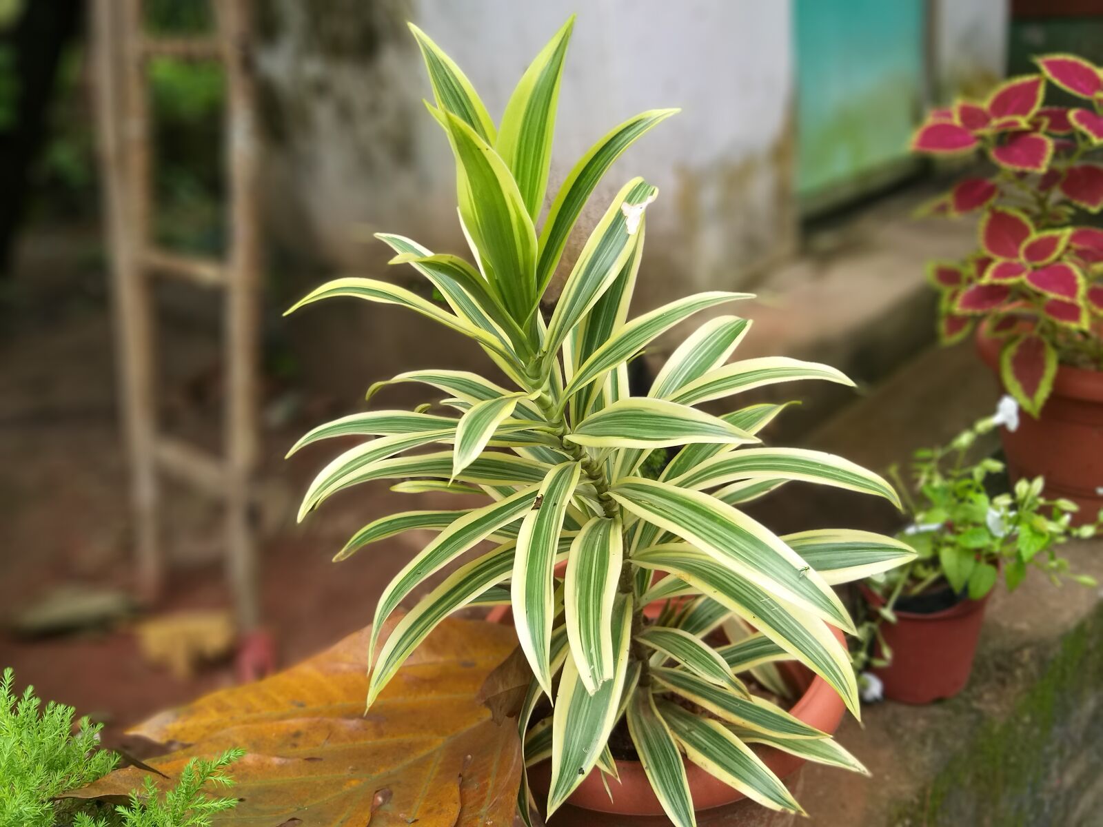 Samsung Galaxy A6+ sample photo. Foliage, petals, botanical photography