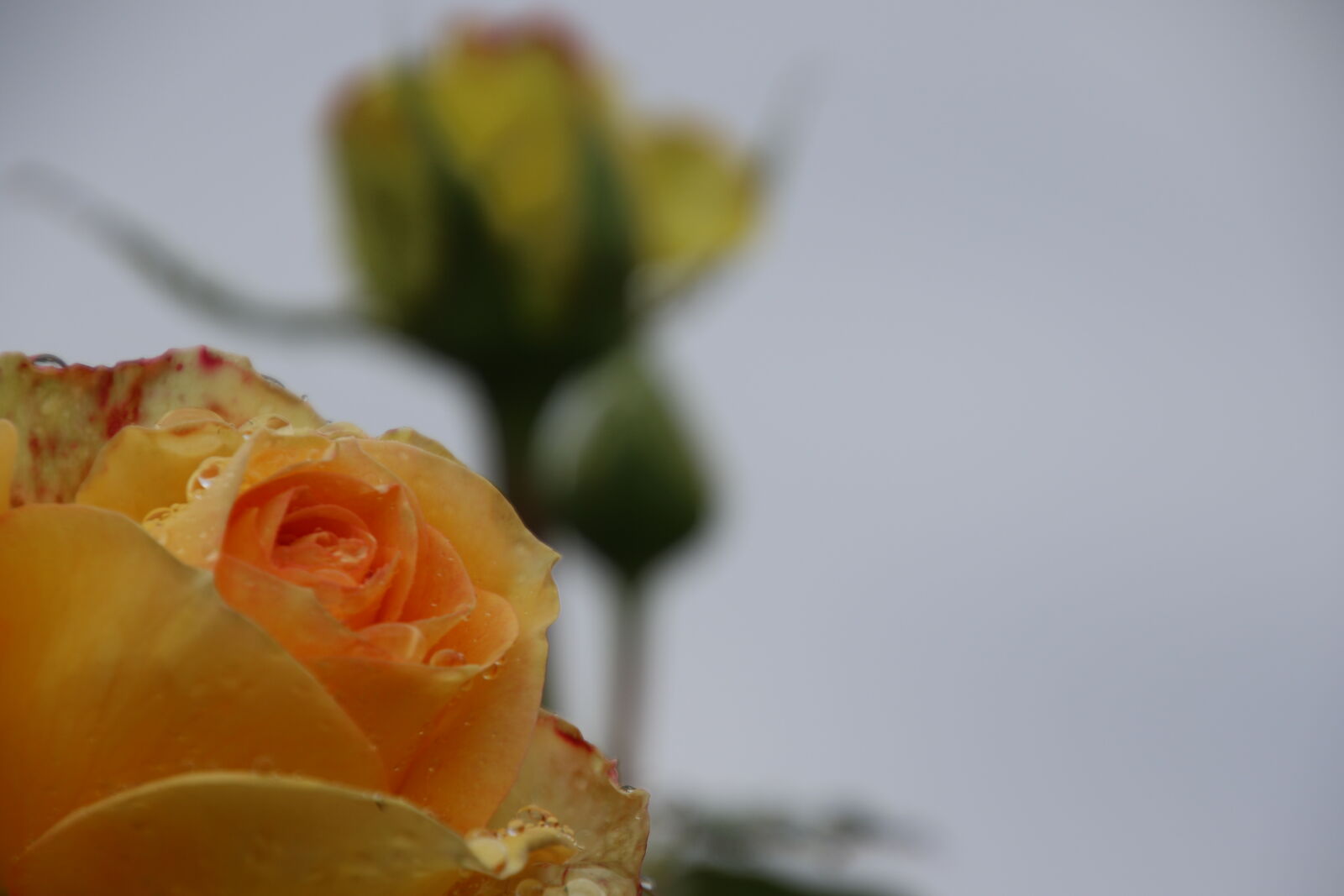 Canon EOS 7D Mark II sample photo. Morning, rain, rose, roses photography