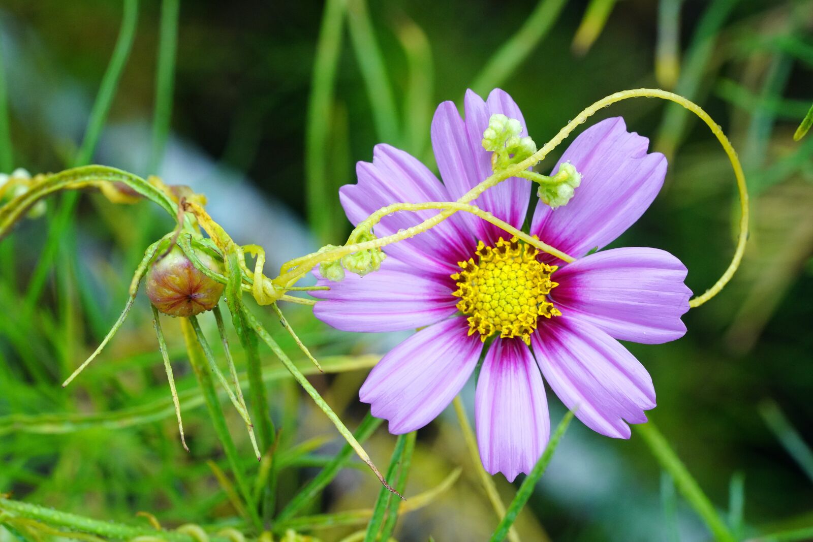 Sony a7R III + Sony FE 90mm F2.8 Macro G OSS sample photo. Cosmos, auttom, red flower photography
