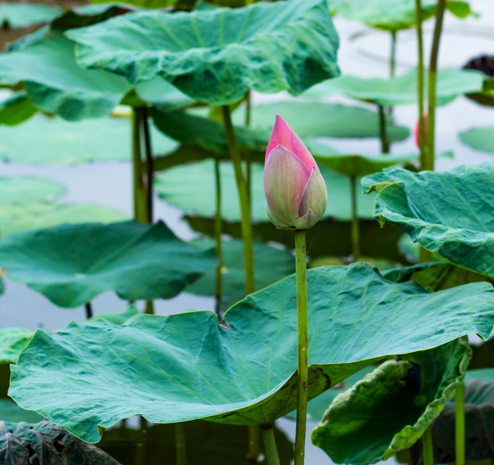 Canon EOS 700D (EOS Rebel T5i / EOS Kiss X7i) + Canon EF 50mm F1.8 II sample photo. Ball, flower, lotus photography