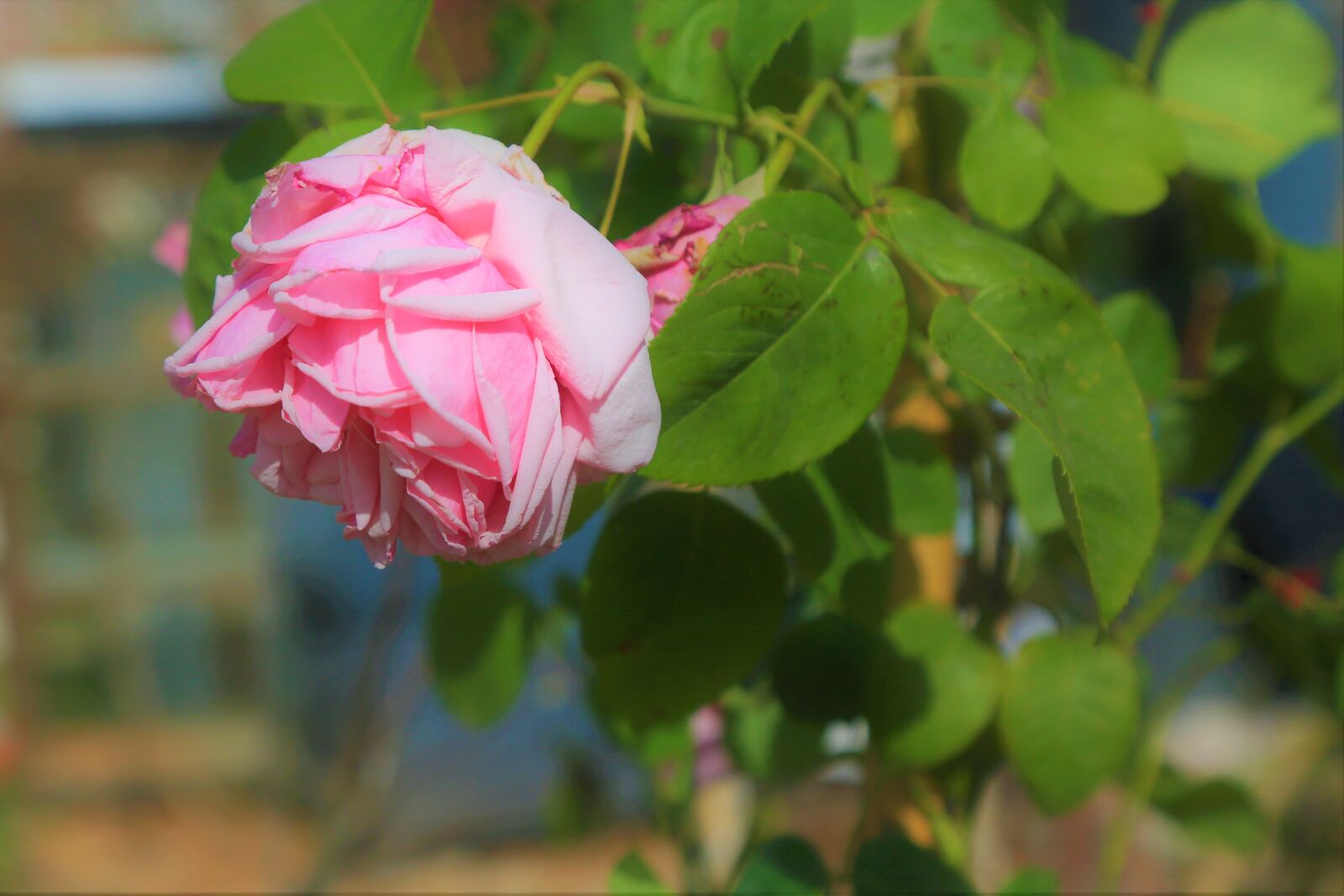 Canon EF 24-105mm F4L IS USM sample photo. Rose, smell, red photography