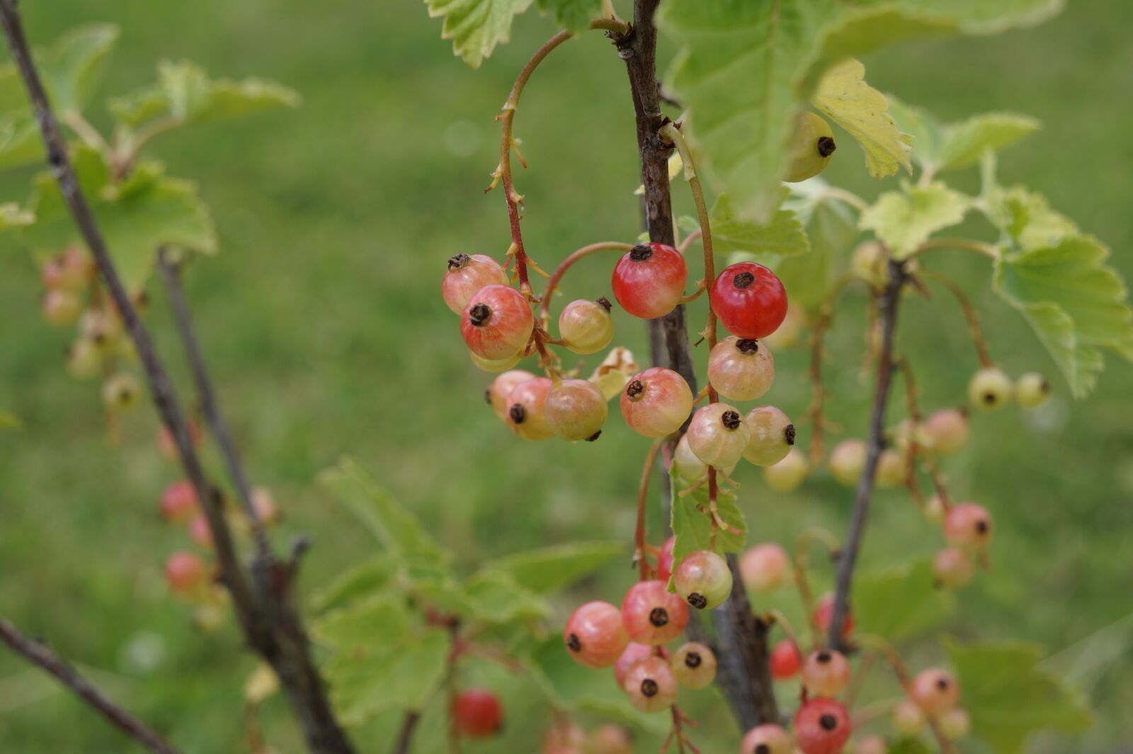 Sony Alpha a3000 sample photo. Currant, red, red currant photography