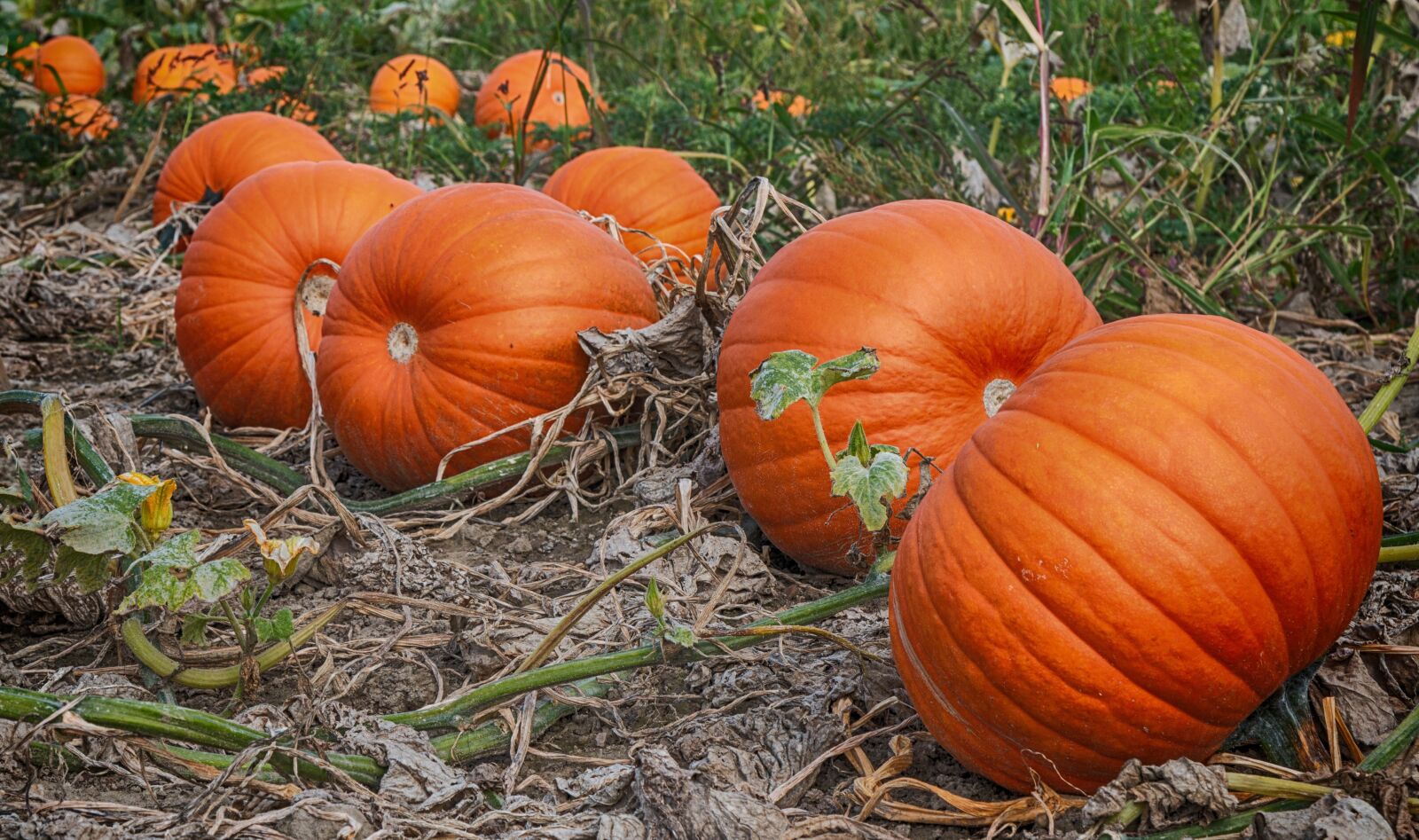 Canon EOS 70D + Canon EF 24-105mm F4L IS USM sample photo. Pumpkin, autumn, vegetables photography