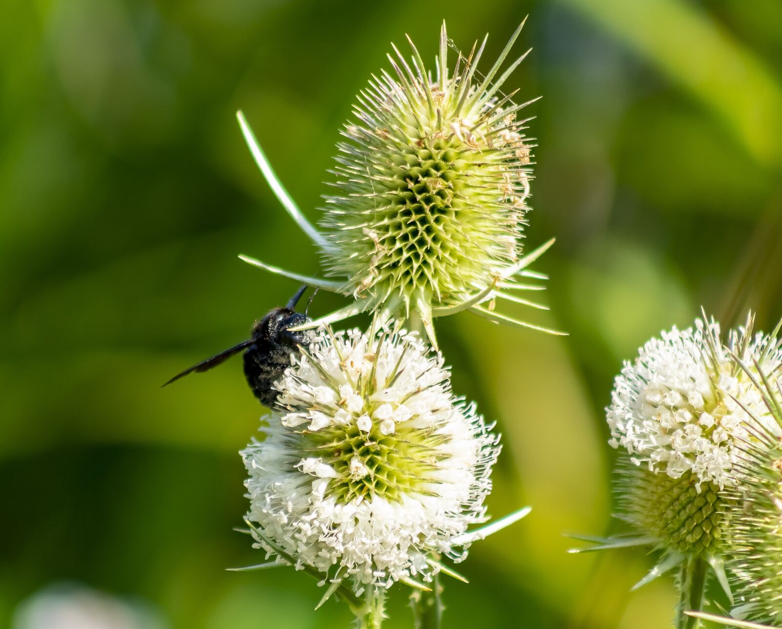 Canon EF75-300mm f/4-5.6 sample photo. Wildflower, stalk, szam rk photography