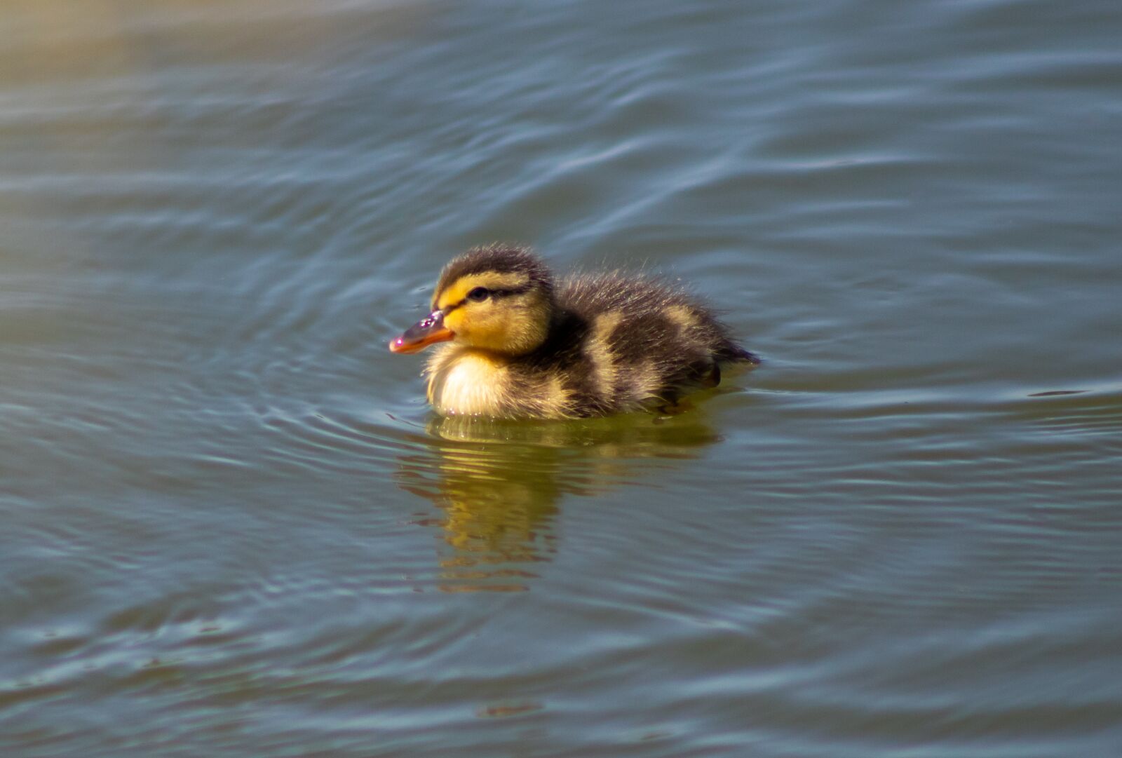 Canon EF75-300mm f/4-5.6 sample photo. Duckling, baby duck, duck photography