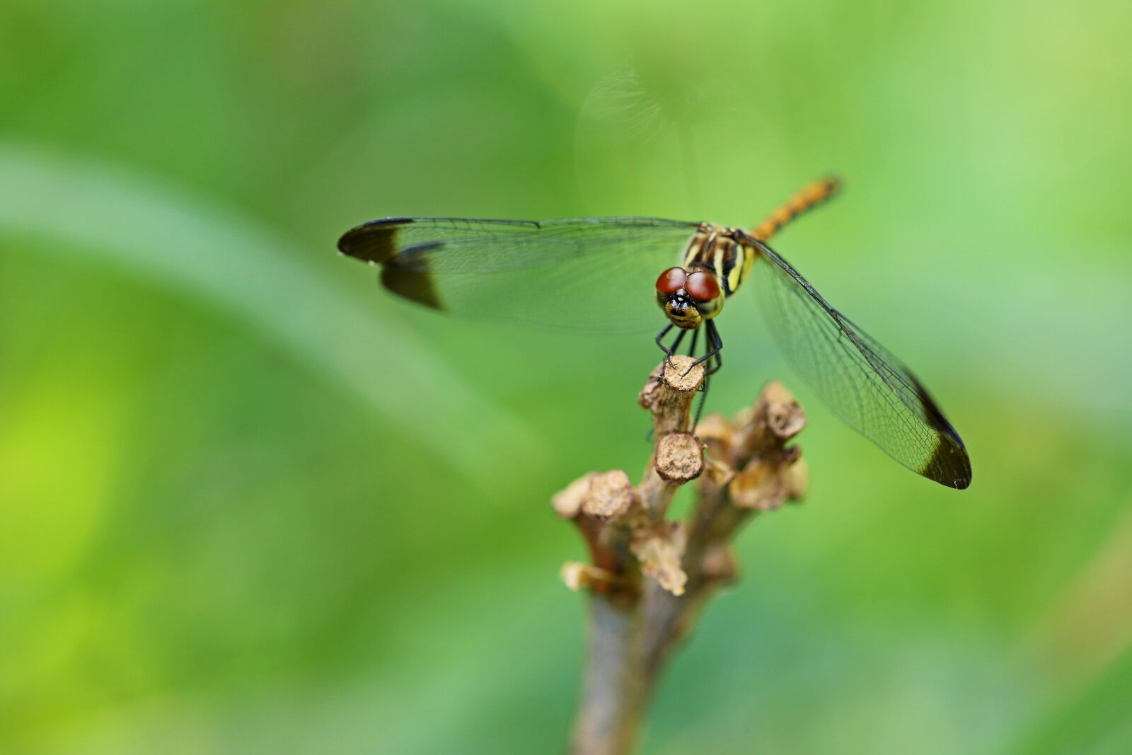 Canon EOS 7D Mark II sample photo. Nature, forest, insects photography