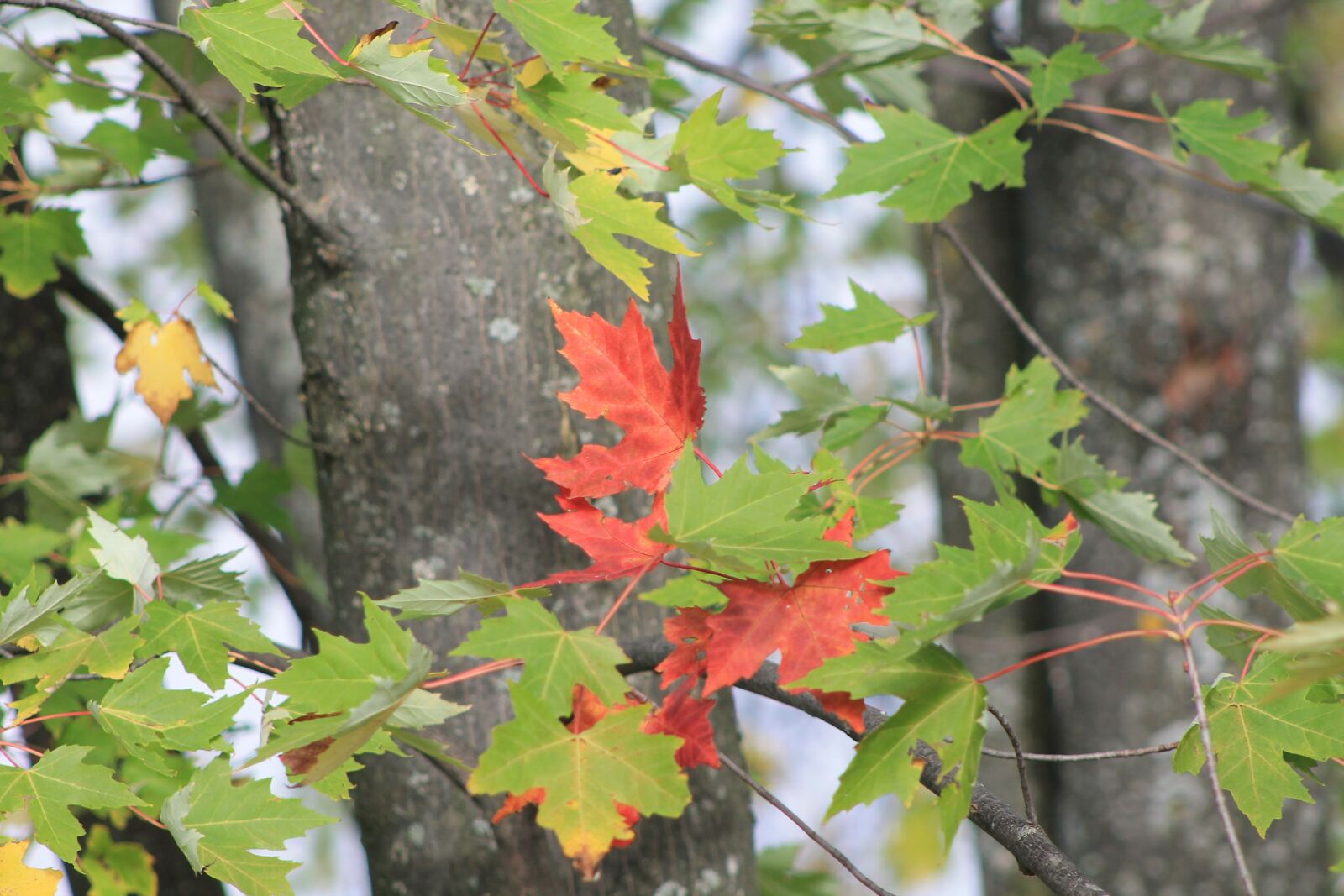 Canon EOS 1100D (EOS Rebel T3 / EOS Kiss X50) sample photo. Fall, leaf, maple photography