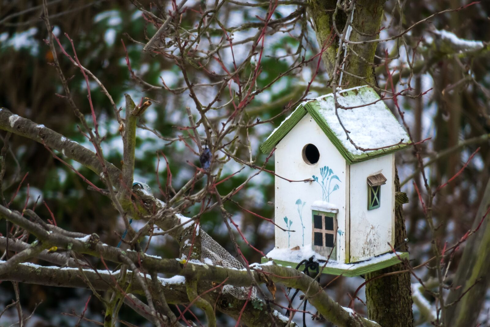 Canon PowerShot G3 X sample photo. Bird feeder, house, feed photography