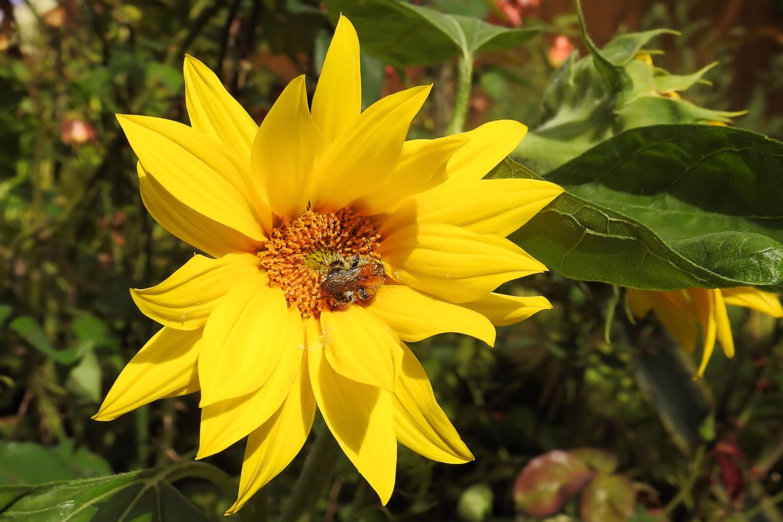 Nikon Coolpix P900 sample photo. Sunflower, helianthus jerusalem artichokes photography