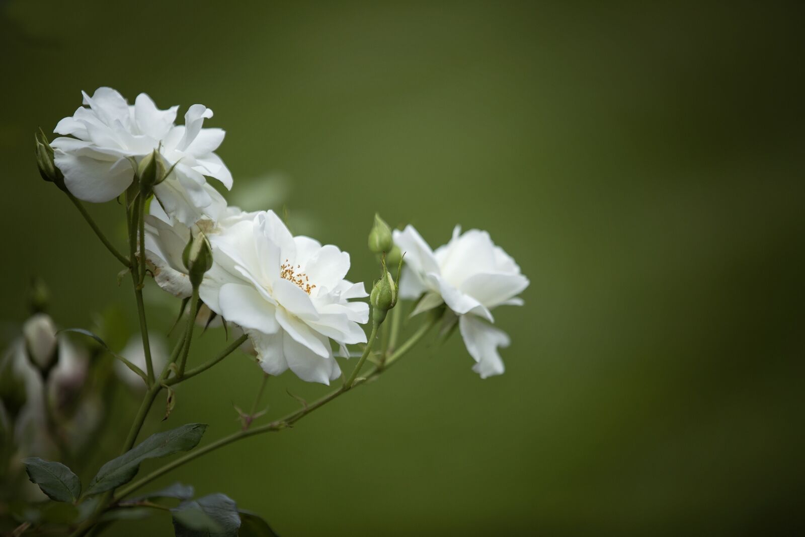Canon EOS 5D Mark III sample photo. Rose, nature, blossom photography