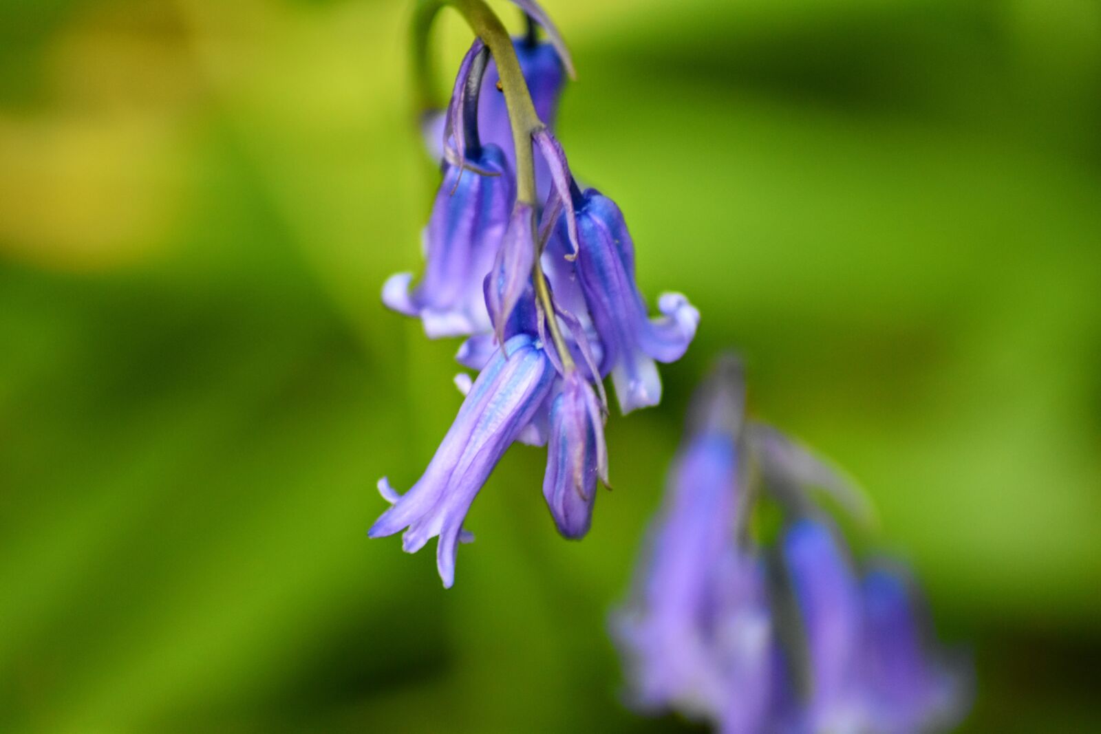Nikon D3500 sample photo. Woods, blue bell, spring photography