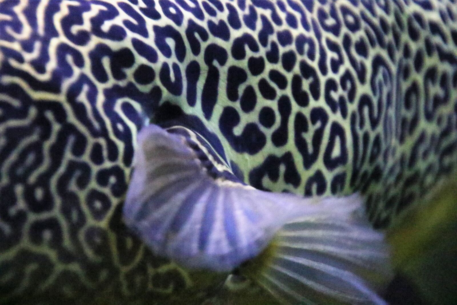 Canon EOS 7D Mark II sample photo. Animals, aquarium, black, camouflage photography