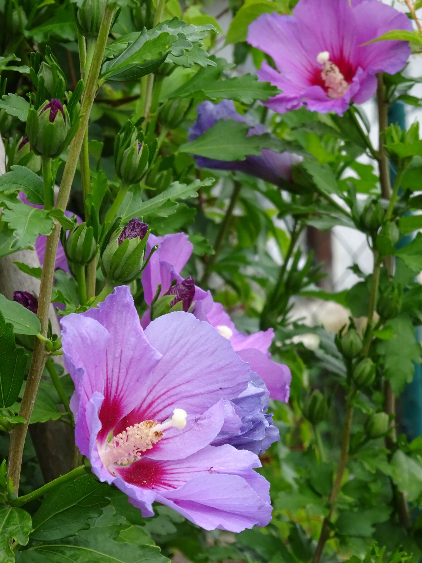 Sony Cyber-shot DSC-WX350 sample photo. Hibiscus, hedge, flowers photography