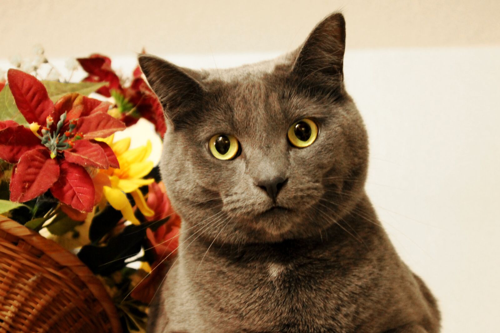 Canon EOS 1100D (EOS Rebel T3 / EOS Kiss X50) sample photo. Cat, plant, still life photography