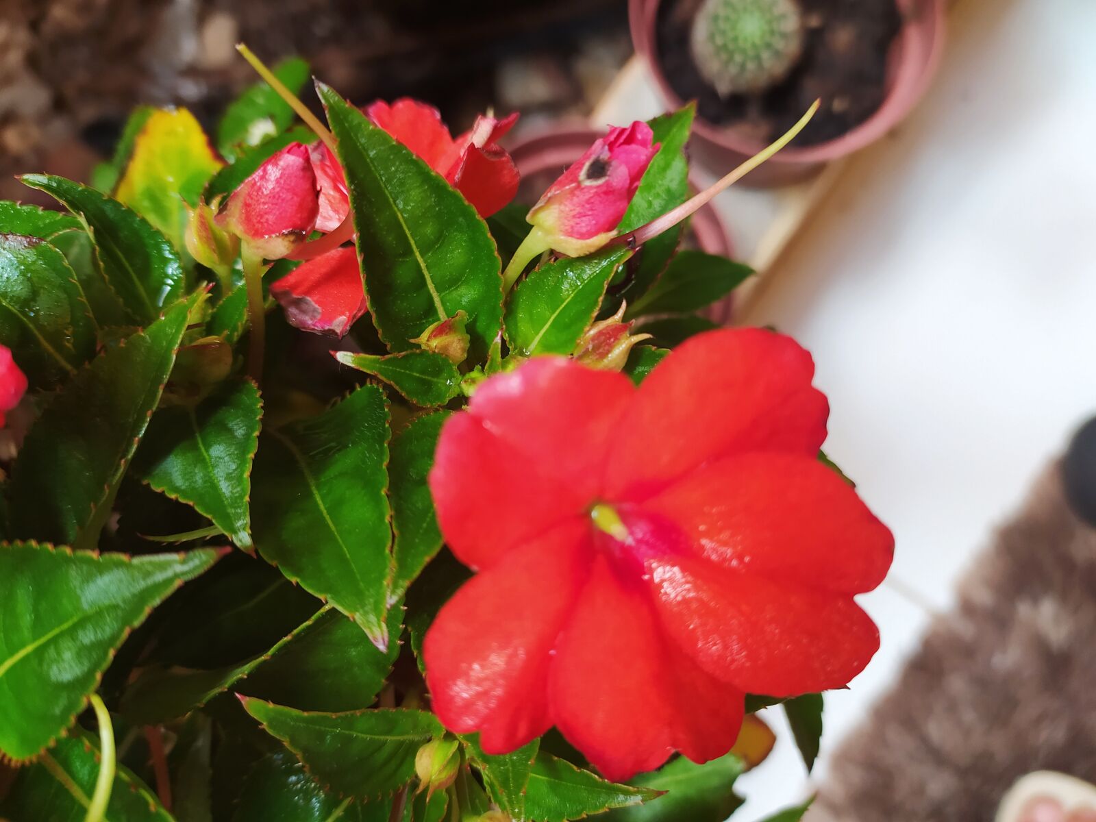 Xiaomi Redmi Note 8 sample photo. Flower, red, garden photography