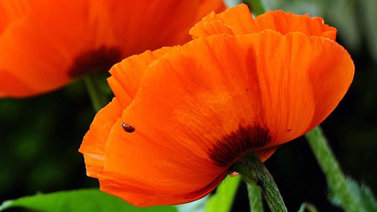 Sony E 55-210mm F4.5-6.3 OSS sample photo. Poppy, flower, red photography