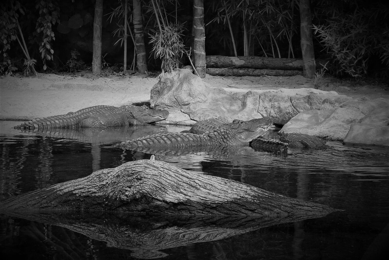 Samsung PL50 / VLUU PL50 /  SL202 sample photo. Crocodile, beast, wild world photography