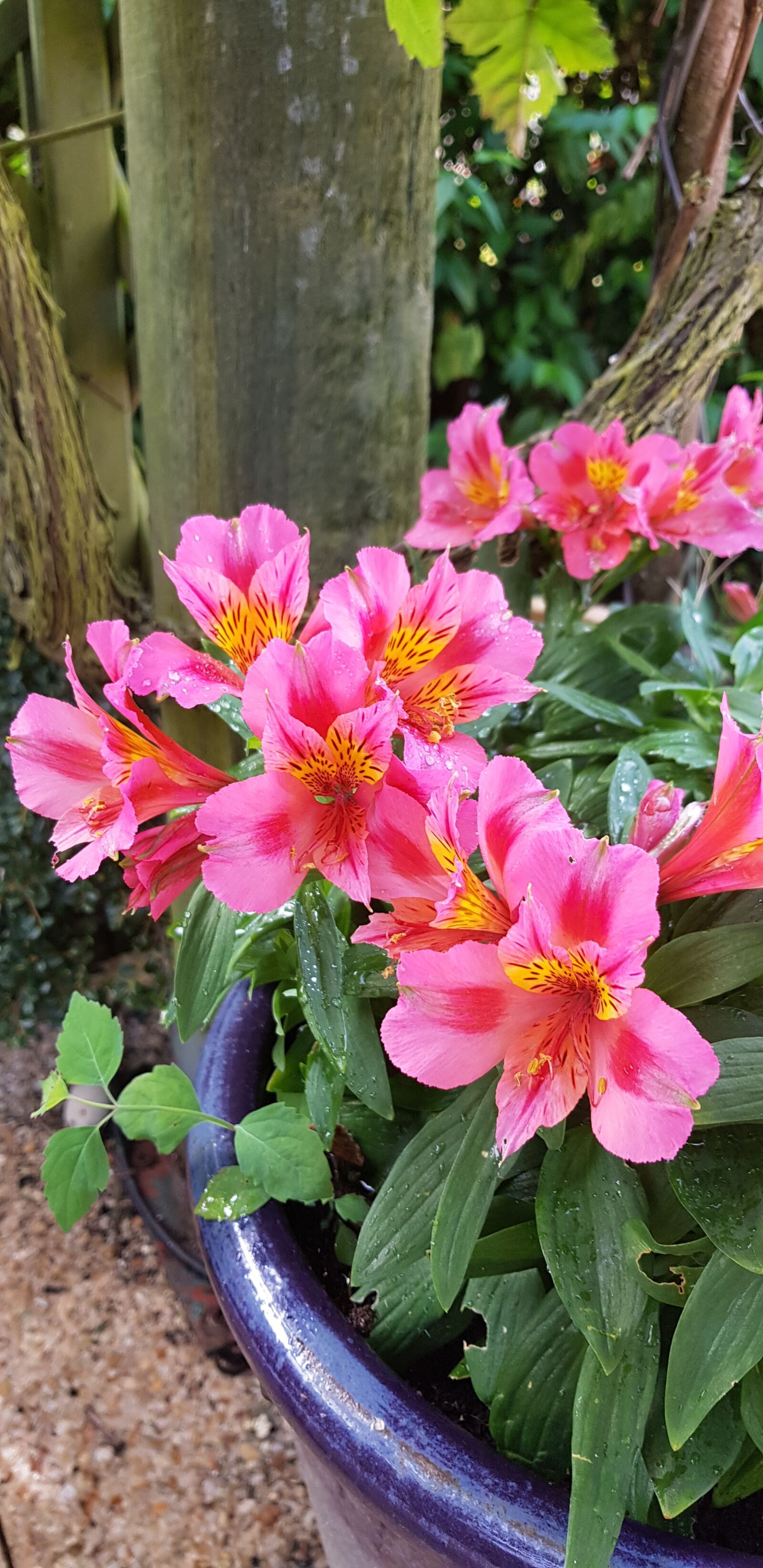Samsung Galaxy S8 sample photo. Pink, flowers, colourful photography