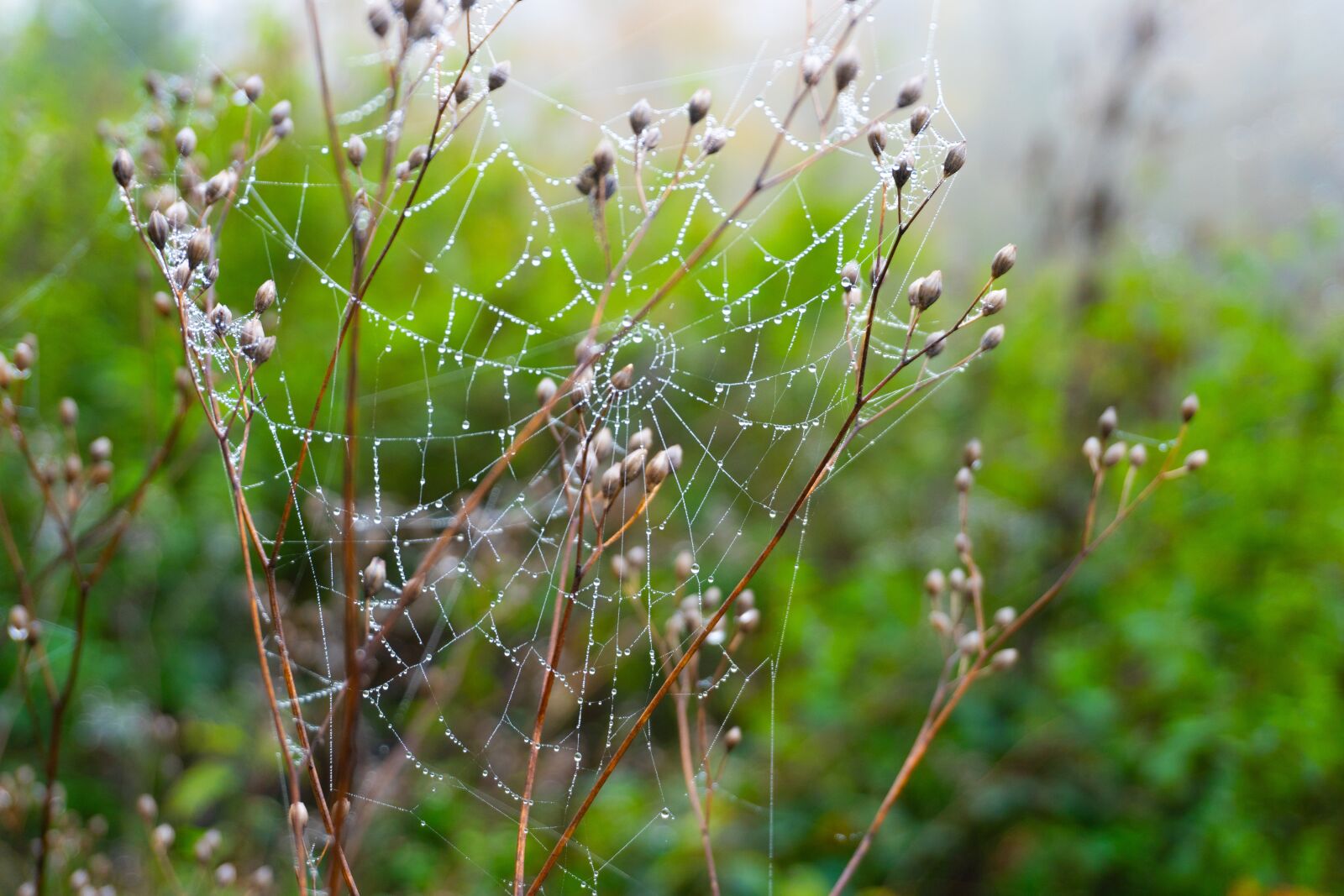 Sony a6500 sample photo. Trees, fog, autumn photography