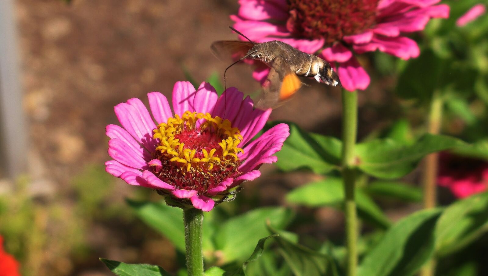 Canon PowerShot SX110 IS sample photo. Nature, hummingbird hawk moth photography