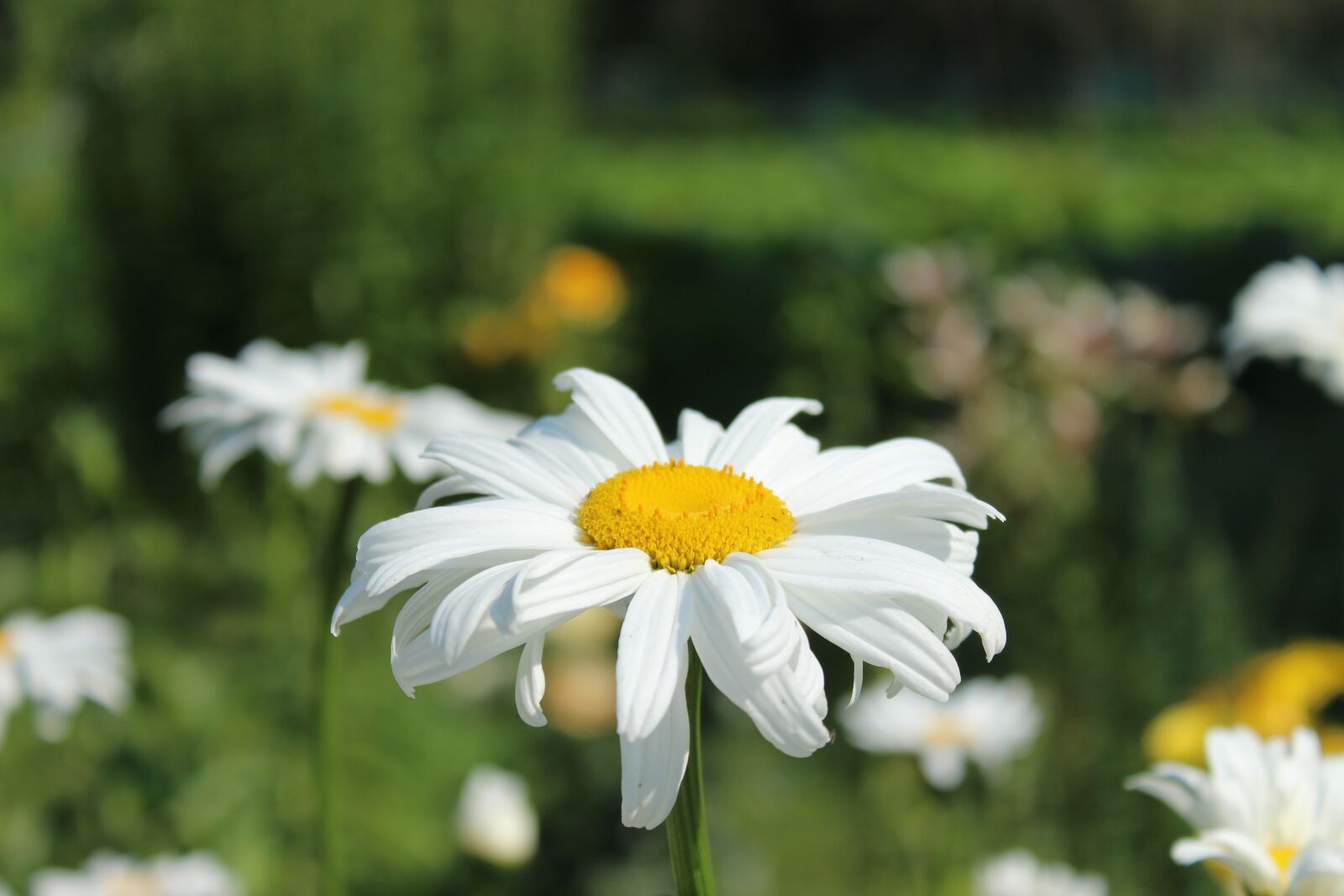 Canon EOS 600D (Rebel EOS T3i / EOS Kiss X5) sample photo. Flowers, chamomile photography