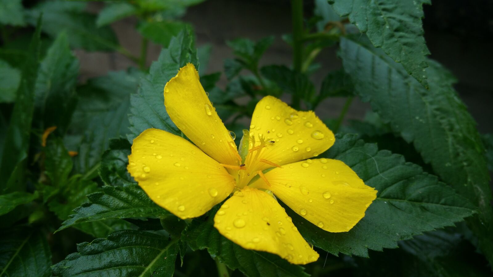 Samsung Galaxy Note4 sample photo. Flower, yellow, dew photography
