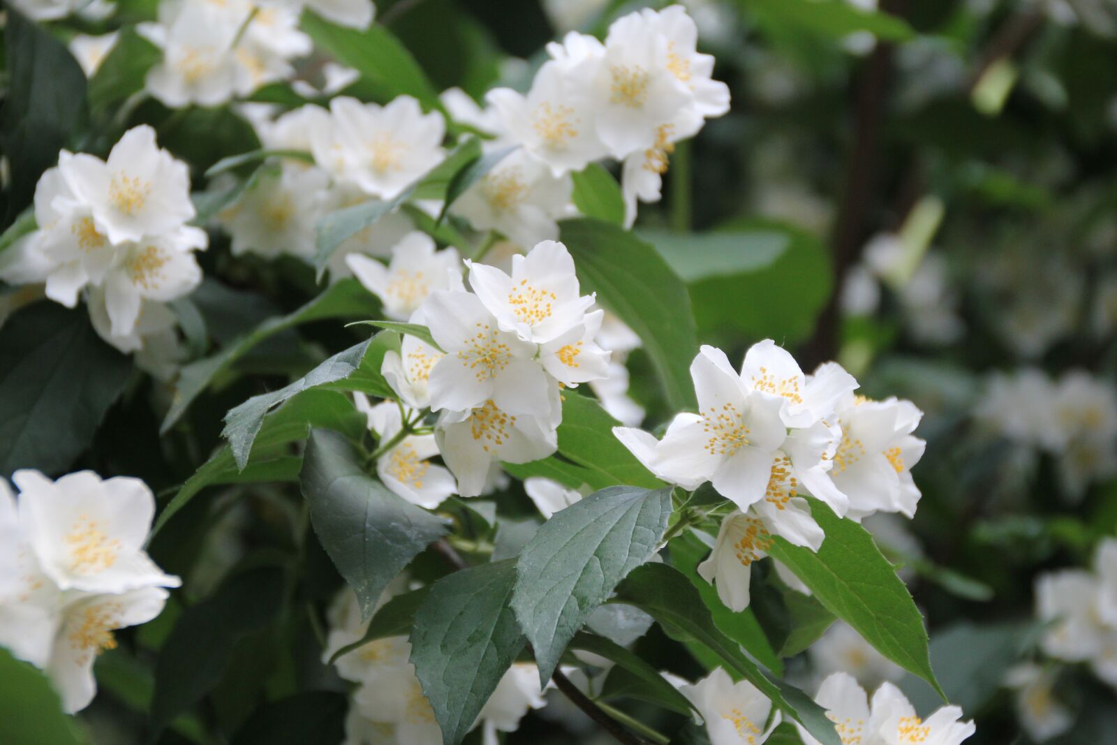 Canon EOS 550D (EOS Rebel T2i / EOS Kiss X4) sample photo. Nature, flowers, garden flowers photography