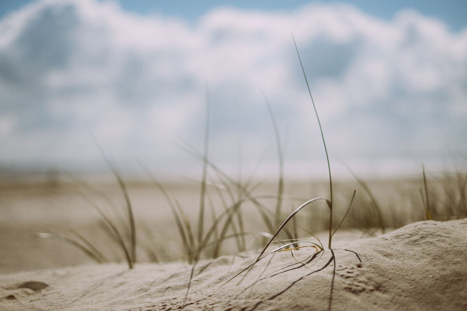 Fujifilm X-T1 + Fujifilm XF 35mm F1.4 R sample photo. Beach, grass, outdoors photography